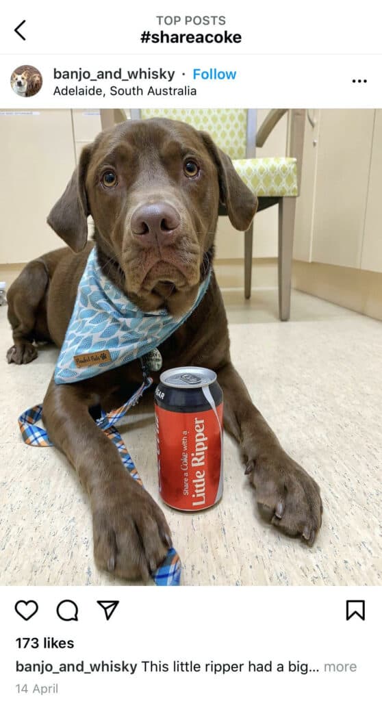 Sad yet adorable brown labrador in front of a can of coke that reads 'little ripper'